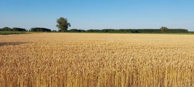 Buğday tarlası ve mavi gökyüzü