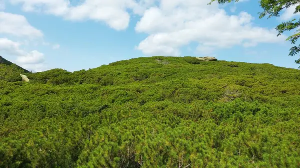 Ormanda yeşil ağaçlar