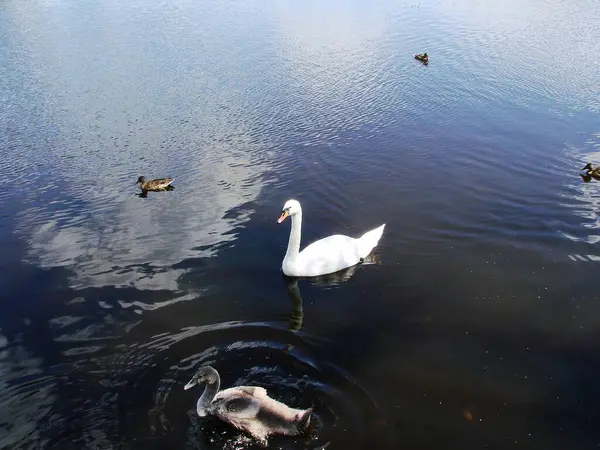 Kuğu ailesi gölde yüzüyor..