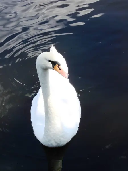 Gölde beyaz kuğular