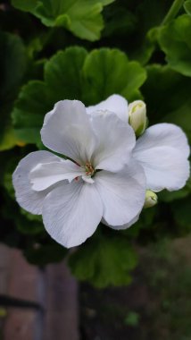 Bahçedeki güzel çiçekler