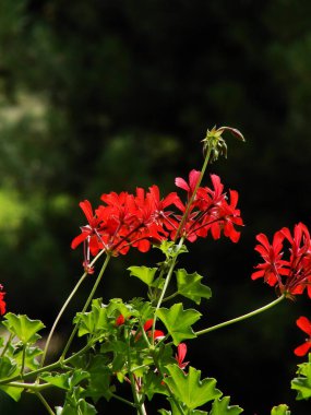 Güzel çiçekler, çiçekler ve arka plan
