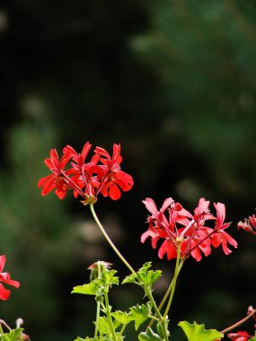 Güzel botanik fotoğrafı, doğal duvar kağıdı.