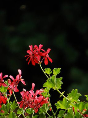 Bahçedeki güzel kırmızı çiçekler