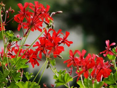 Bahçedeki kırmızı çiçekler