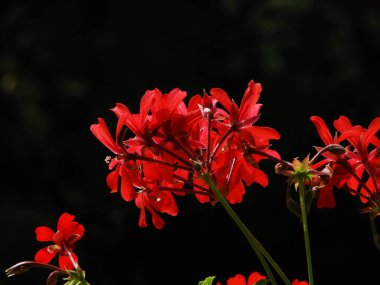 Bahçedeki güzel çiçekler