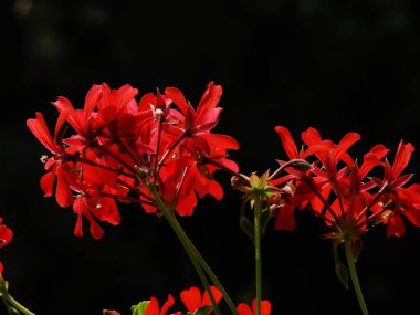 Bahçedeki güzel çiçeğin yakın görüntüsü