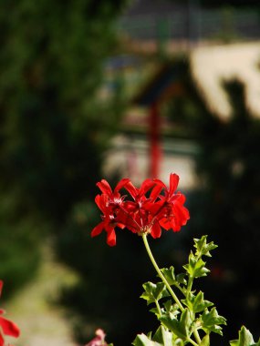 Güzel botanik fotoğrafı, doğal duvar kağıdı.