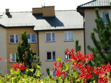 Yeşil bir evin arka planında kırmızı çiçekler