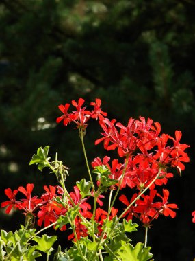 Güzel botanik fotoğrafı, doğal duvar kağıdı.