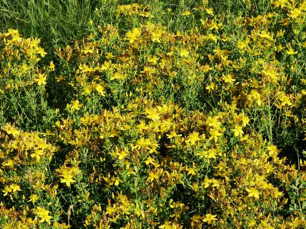 Bahçedeki sarı çiçekler