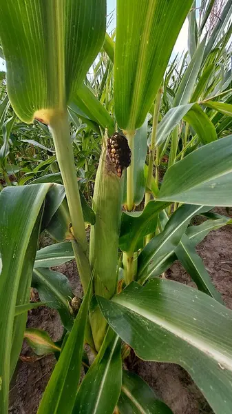 Yeşil yapraklı mısır tarlası