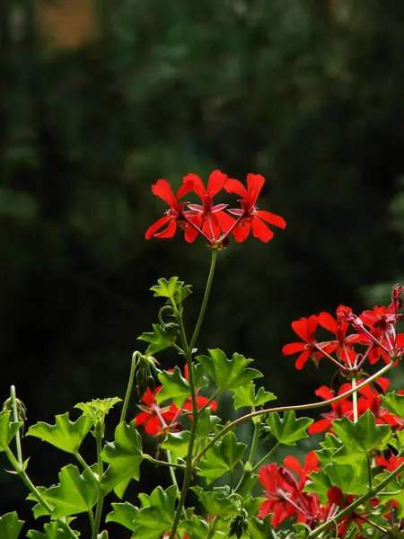 Bahçedeki güzel çiçekler