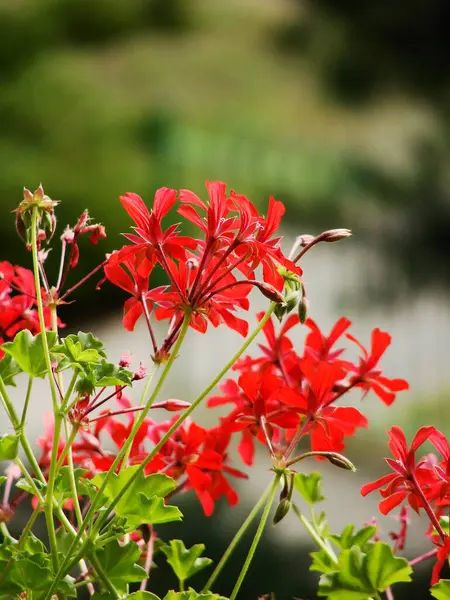 Bahçedeki güzel kırmızı çiçekler