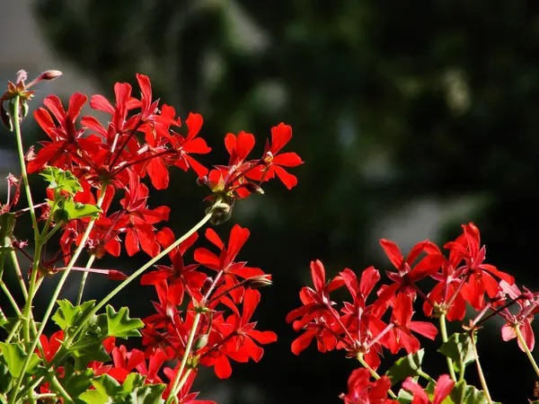 Güzel botanik fotoğrafı, doğal duvar kağıdı.