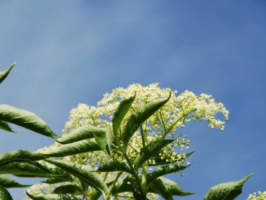 Bahçedeki beyaz çiçekler -- siyah elderberry
