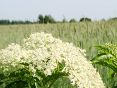 Bahçedeki beyaz çiçekler -- siyah elderberry