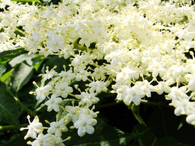 Bahçedeki beyaz çiçekler -- siyah elderberry