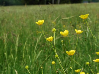Sarı çiçek tarlası ve yeşil çayır