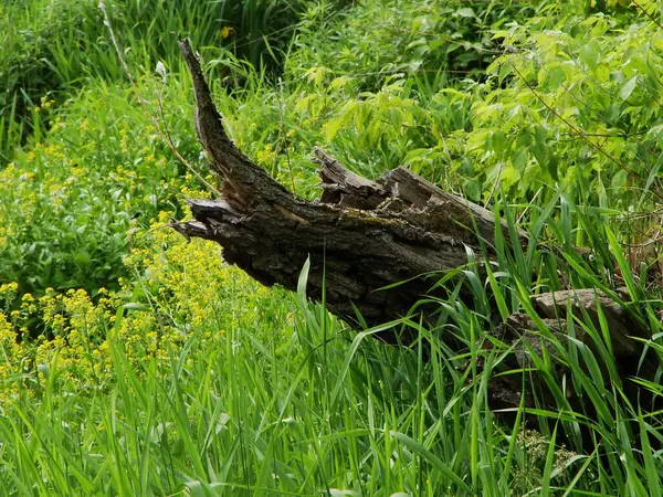 İsrail 'deki Akdeniz kıyılarında yabani otlar ve çiçekler