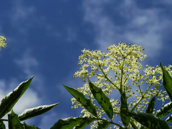 Bahçedeki beyaz çiçekler -- siyah elderberry