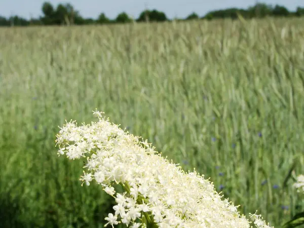 Bahçedeki beyaz çiçekler -- siyah elderberry