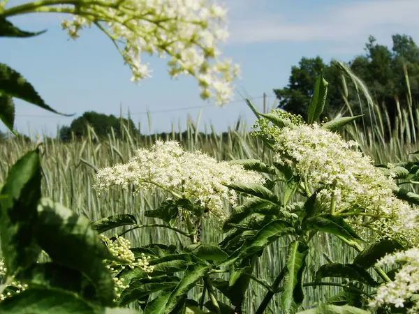 Bahçedeki beyaz çiçekler -- siyah elderberry