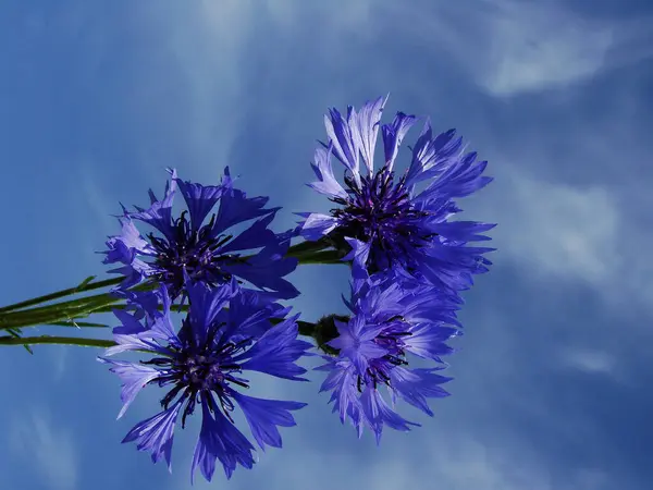 Güzel çiçeklerin yakın görüntüsü - mısır çiçekleri