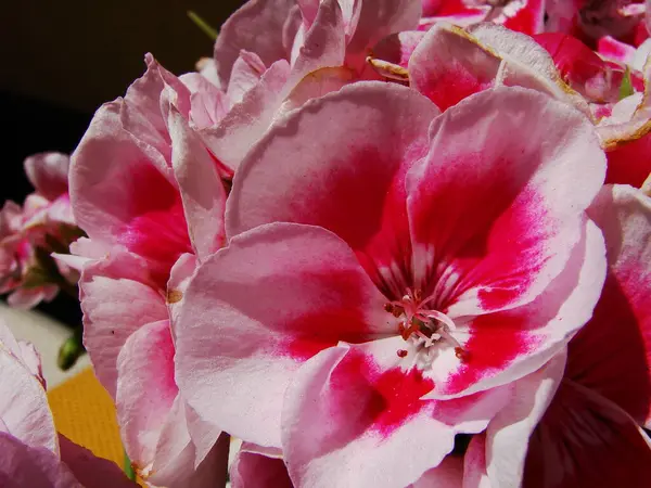 Güneşli yaz gününde bahçede yetişen güzel çiçekler.