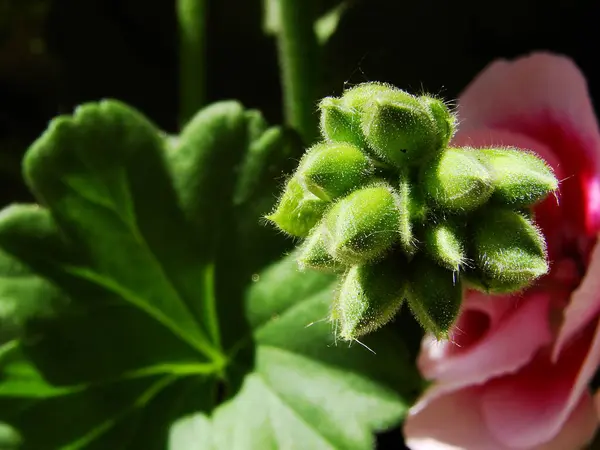 Güzel botanik fotoğrafı, doğal duvar kağıdı.