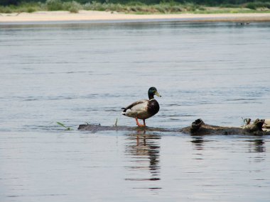 Nehir kıyısındaki vahşi ördekler