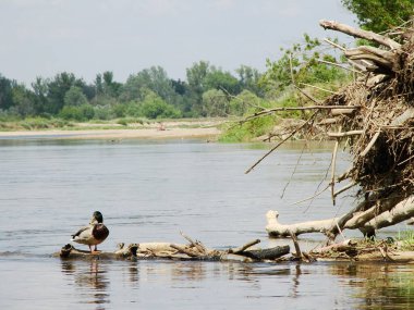 Nehir kıyısındaki vahşi ördekler