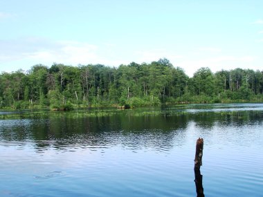 Ormandaki güzel göl