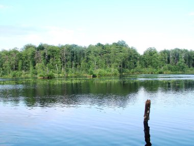 Ormandaki göl. Doğadaki güzel göl. Yaz manzarası.