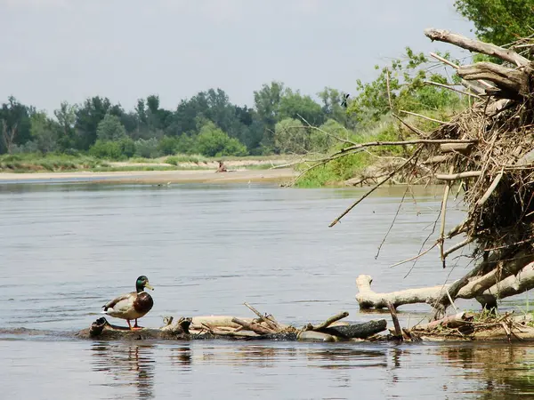Güneşli bir günde bir ağaçla nehir manzarası