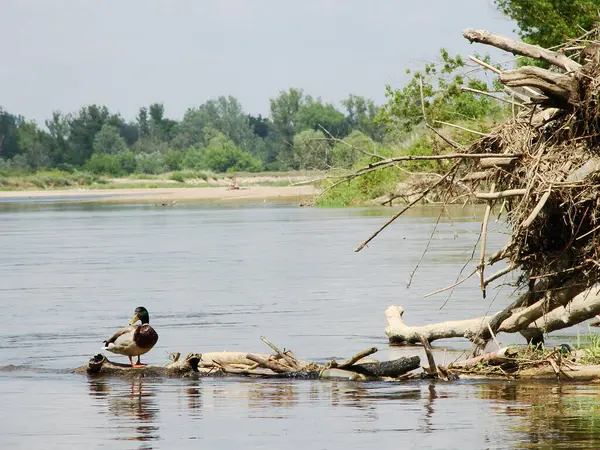 Nehir kıyısındaki vahşi ördekler