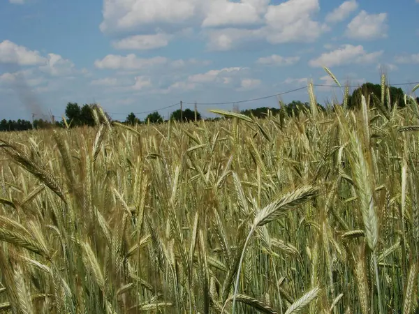 Buğday tarlası, mavi gökyüzü ve beyaz bulutlar.