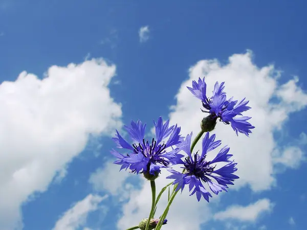 Bahçedeki güzel çiçekler