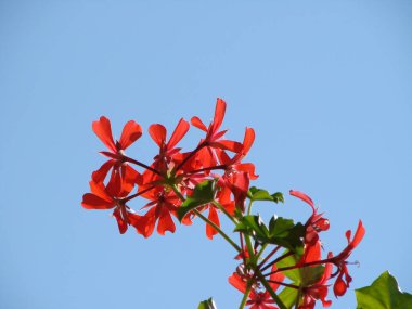 ağaç üzerinde kırmızı çiçek