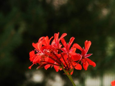 Yaz bahçesinde yeşil çimlerin üzerinde kırmızı zambak çiçekleri