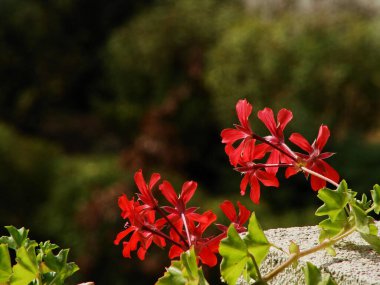 Bahçedeki güzel çiçek