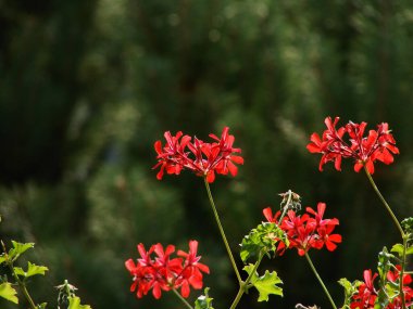 Bahçede yetişen kırmızı sardunya çiçekleri