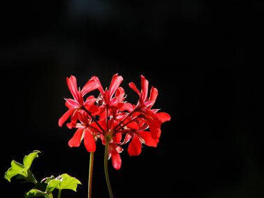 kırmızı ve beyaz çiçek