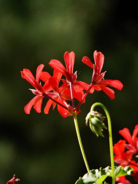 Bahçedeki kırmızı çiçekler