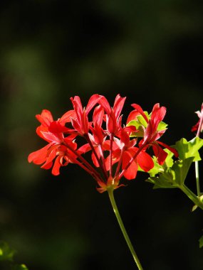 Bahçedeki kırmızı çiçek