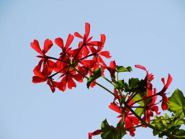 Ağaç üzerinde kırmızı çiçekler