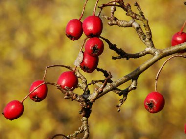 Ağaçtaki kırmızı viburnum meyveleri