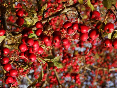 Ağaçta sonbahar kırmızı meyveleri