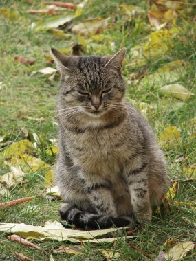 Çimlerin üzerinde bir kedi