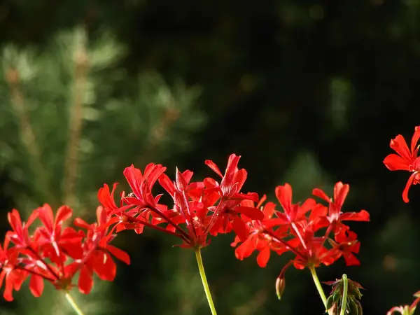 Bahçedeki kırmızı çiçekler, doğa bitki örtüsü
